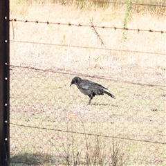 Corcorax melanorhamphos (White-winged Chough) at Bango, NSW - 11 Feb 2025 by ConBoekel