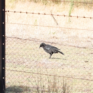 Corcorax melanorhamphos at Bango, NSW - 11 Feb 2025 10:02 AM