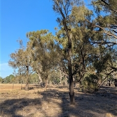 Allocasuarina luehmannii (Bulloak) at Walla Walla, NSW - 21 Feb 2025 by Darcy