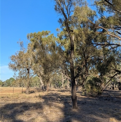 Allocasuarina luehmannii (Bulloak) at Walla Walla, NSW - 21 Feb 2025 by Darcy