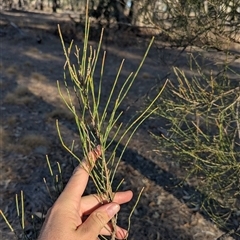 Allocasuarina luehmannii at Walla Walla, NSW - 21 Feb 2025 06:13 PM