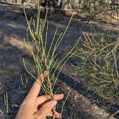 Allocasuarina luehmannii at Walla Walla, NSW - 21 Feb 2025 06:13 PM