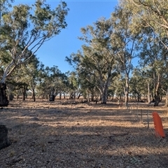 Eucalyptus camaldulensis (River Red Gum) at Walla Walla, NSW - 21 Feb 2025 by Darcy