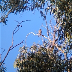 Falco longipennis (Australian Hobby) at Walla Walla, NSW - 21 Feb 2025 by Darcy