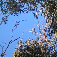 Falco longipennis at Walla Walla, NSW - 21 Feb 2025 06:42 PM