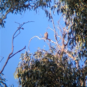 Falco longipennis at Walla Walla, NSW - 21 Feb 2025 06:42 PM