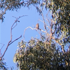 Falco longipennis at Walla Walla, NSW - 21 Feb 2025 06:42 PM