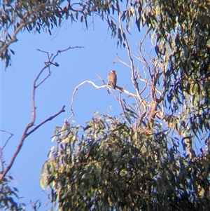 Falco longipennis at Walla Walla, NSW - 21 Feb 2025 06:42 PM