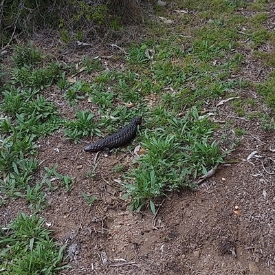 Tiliqua rugosa (Shingleback Lizard) at Bywong, NSW - 23 Feb 2025 by int13