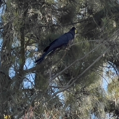 Zanda funerea (Yellow-tailed Black-Cockatoo) at Lawson, ACT - 7 Sep 2024 by JimL