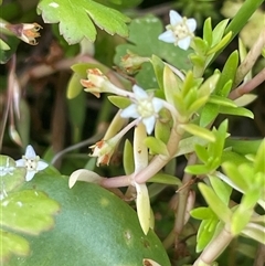 Crassula helmsii (Swamp Stonecrop) at Braidwood, NSW - 22 Feb 2025 by JaneR