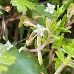 Crassula helmsii (Swamp Stonecrop) at Braidwood, NSW - Yesterday by JaneR