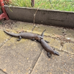 Egernia cunninghami (Cunningham's Skink) at Murrumbateman, NSW - 23 Feb 2025 by SallyandPeter