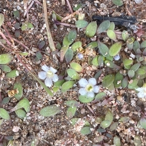 Glossostigma elatinoides (Small Mud-mat) at Braidwood, NSW - Yesterday by JaneR