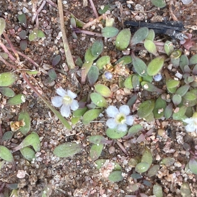 Glossostigma elatinoides (Small Mud-mat) at Braidwood, NSW - 22 Feb 2025 by JaneR