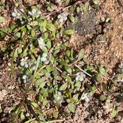 Glossostigma elatinoides at Braidwood, NSW - Yesterday 02:51 PM