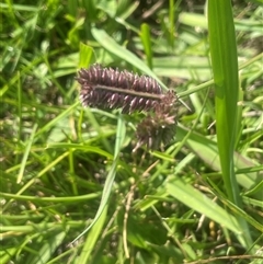 Eleusine tristachya (Goose Grass, Crab Grass, American Crows-Foot Grass) at Braidwood, NSW - 22 Feb 2025 by JaneR