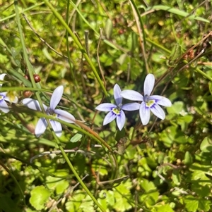 Isotoma fluviatilis subsp. australis at Braidwood, NSW - 22 Feb 2025 02:33 PM