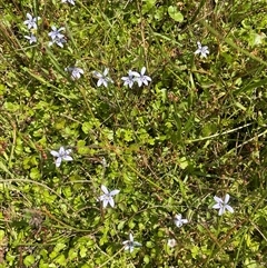 Isotoma fluviatilis subsp. australis at Braidwood, NSW - 22 Feb 2025 02:33 PM