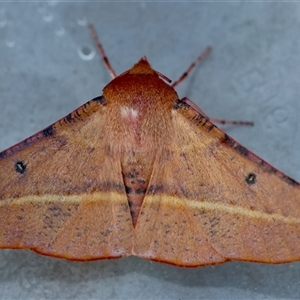 Oenochroma vinaria (Pink-bellied Moth, Hakea Wine Moth) by LisaH