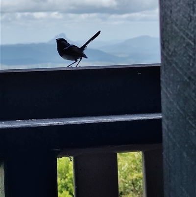 Malurus cyaneus (Superb Fairywren) at O'Reilly, QLD - 22 Feb 2025 by LyndalT