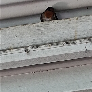 Hirundo neoxena at O'Reilly, QLD - 22 Feb 2025 01:41 PM