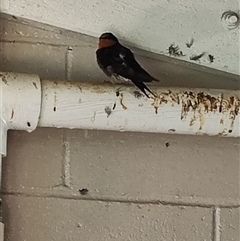 Hirundo neoxena at O'Reilly, QLD - 22 Feb 2025 01:41 PM