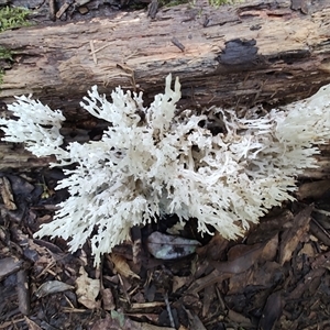 Unidentified Coralloid fungus, markedly branched at O'Reilly, QLD - 22 Feb 2025 by LyndalT