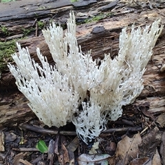 Artomyces sp. at O'Reilly, QLD - 22 Feb 2025 03:31 PM