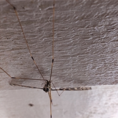 Unidentified Crane fly, midge, mosquito or gnat (several families) at O'Reilly, QLD - 22 Feb 2025 by LyndalT