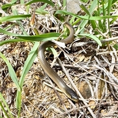 Delma inornata (Olive Legless-lizard) at O'Connor, ACT - 23 Feb 2025 by AndrewCB