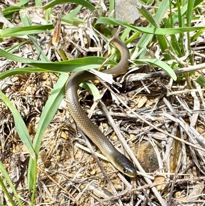 Delma inornata (Olive Legless-lizard) at O'Connor, ACT - 23 Feb 2025 by AndrewCB