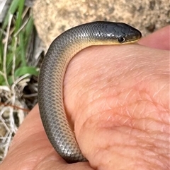 Delma inornata at O'Connor, ACT - 23 Feb 2025 12:17 PM