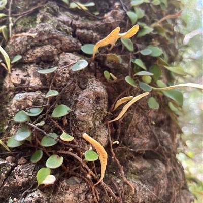 Pyrrosia rupestris (Rock Felt Fern) at Ulladulla, NSW - 22 Feb 2025 by Clarel