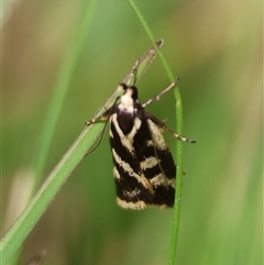 Epithymema incomposita (Chezela group) at Mongarlowe, NSW by LisaH