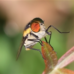 Scaptia (Scaptia) auriflua at Mongarlowe, NSW - suppressed