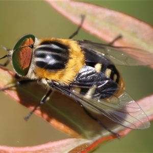 Scaptia (Scaptia) auriflua at Mongarlowe, NSW - suppressed