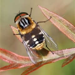 Scaptia (Scaptia) auriflua at Mongarlowe, NSW - suppressed