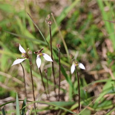 Eriochilus cucullatus (Parson's Bands) at Mongarlowe, NSW - 22 Feb 2025 by LisaH