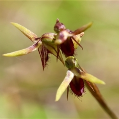 Corunastylis oligantha (Mongarlowe Midge Orchid) at Mongarlowe, NSW - 22 Feb 2025 by LisaH