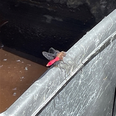 Orthetrum villosovittatum (Fiery Skimmer) at Dunbogan, NSW - 23 Feb 2025 by LPW