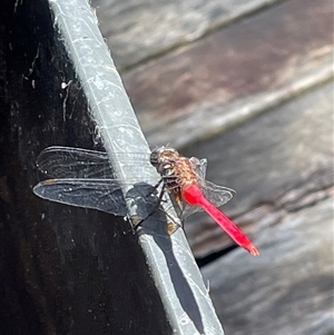 Orthetrum villosovittatum at Dunbogan, NSW - 23 Feb 2025 11:42 AM