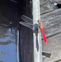 Orthetrum villosovittatum at Dunbogan, NSW - 23 Feb 2025 11:42 AM