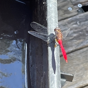 Orthetrum villosovittatum at Dunbogan, NSW - 23 Feb 2025 11:42 AM