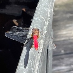 Orthetrum villosovittatum at Dunbogan, NSW - 23 Feb 2025 11:42 AM