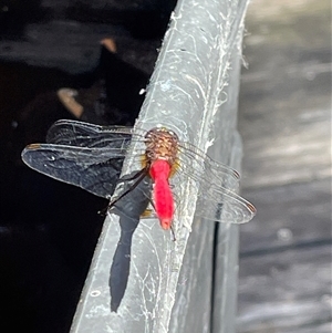 Orthetrum villosovittatum at Dunbogan, NSW - 23 Feb 2025 11:42 AM