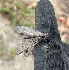 Austrogymnocnemia bipunctata (Antlion) at Bruce, ACT - 23 Feb 2025 by LeahColebrook