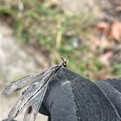 Austrogymnocnemia bipunctata at Bruce, ACT - Yesterday 12:07 PM