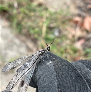 Austrogymnocnemia bipunctata at Bruce, ACT - Yesterday 12:07 PM