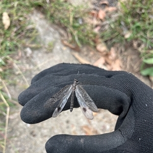 Austrogymnocnemia bipunctata at Bruce, ACT - Yesterday 12:07 PM